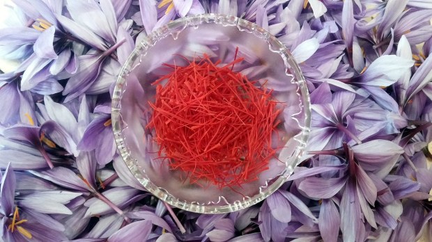 emondage-fleur-safran-dragon